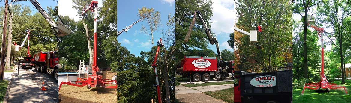 Tree Service for Barrington, NJ